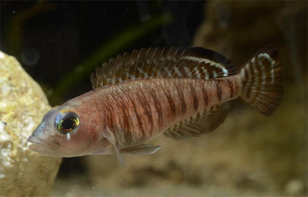 Signatus Fish GSAS: Breeder Awards Program