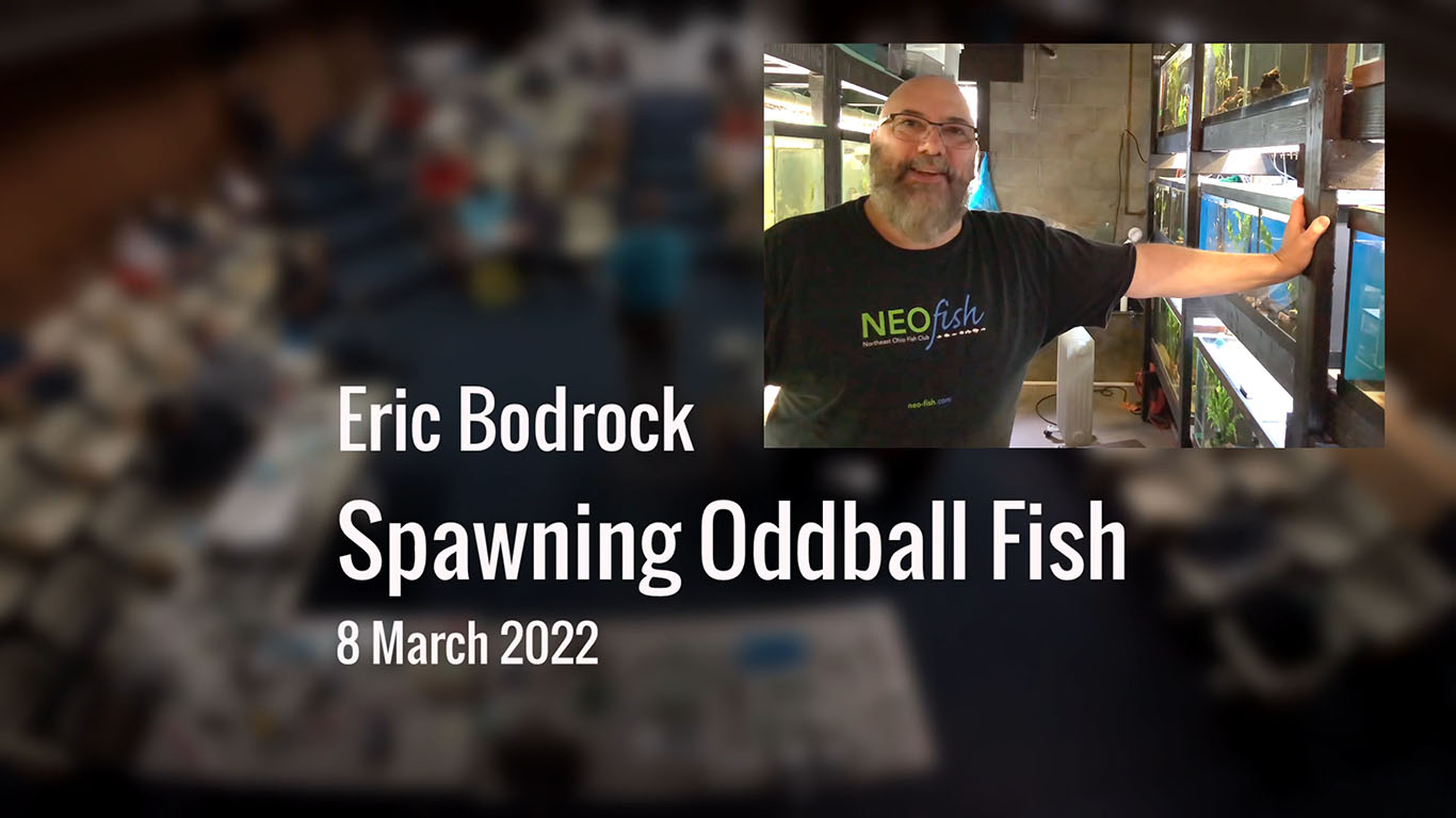 Breeding Oddball Fish - Eric Bodrock - Tuesday, March 8, 2022