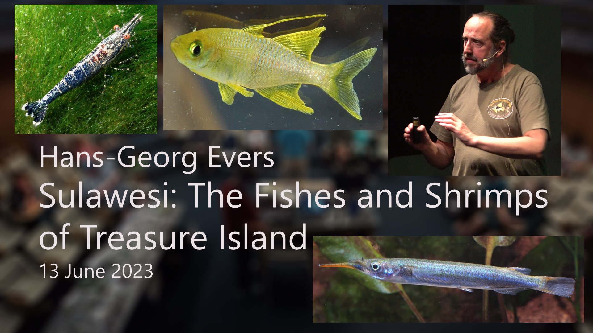 Sulawesi: The Fishes and Shimps of Treasure Island - Hans-Georg Evers - Tuesday, June 13, 2023