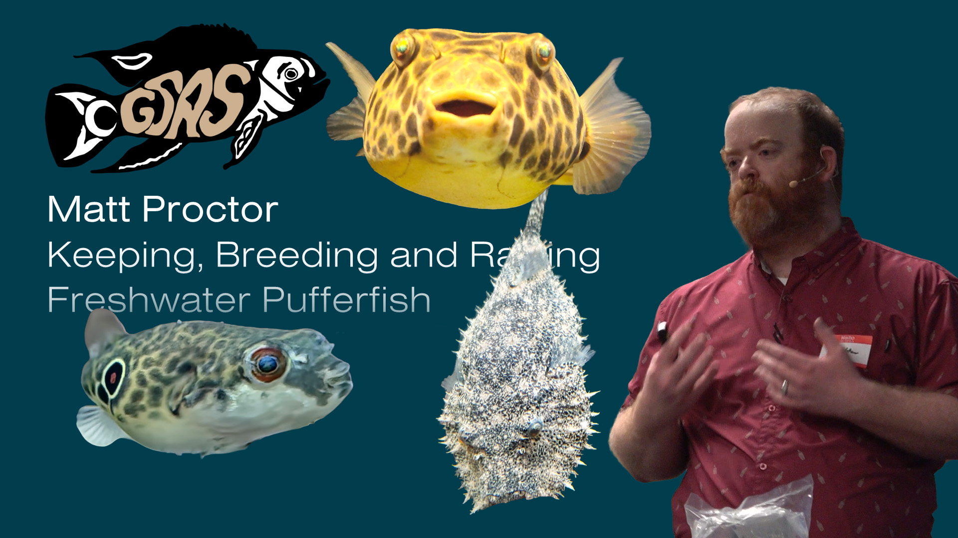 Keeping Pufferfish - Matt Proctor - 2026 M06 13, Sat